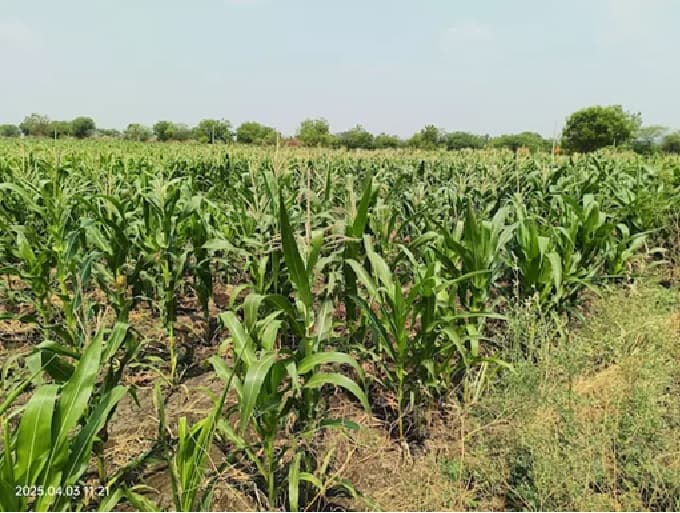 मका चारा विकणे आहे 