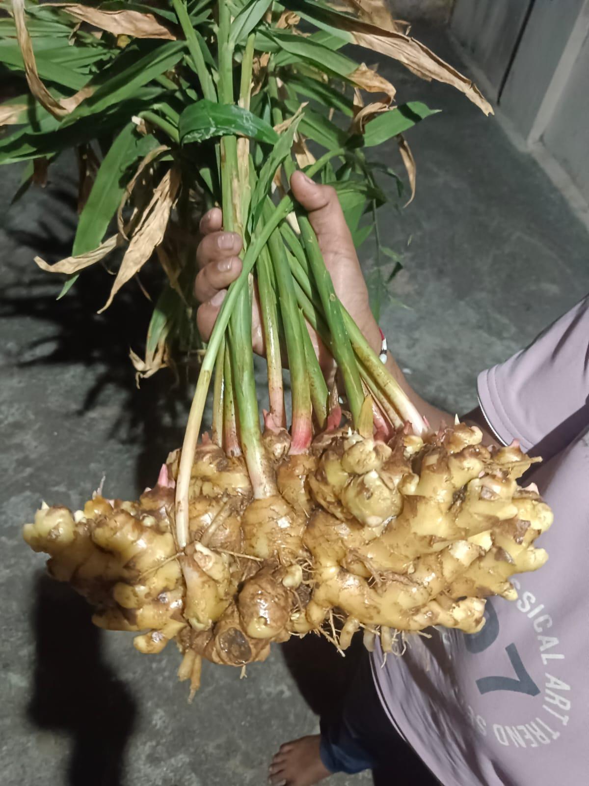 आले प्लॉट विकणे आहे 
