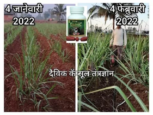 ऊस पिकासाठी नवा आयुर्वेदिक चमत्कार!