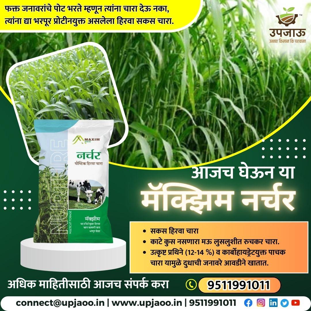 🌱 मॅक्झिम नर्चर चारा बियाणे!🐄