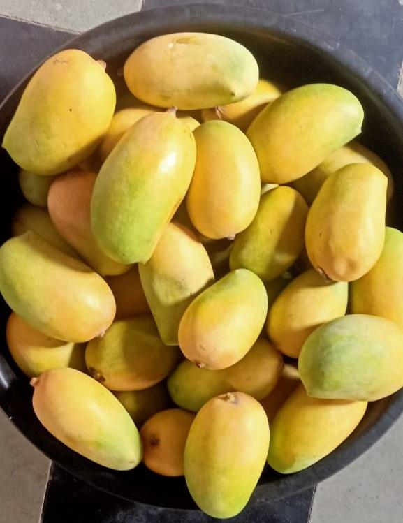 VGT Organics - सेंद्रिय केशर आंबा