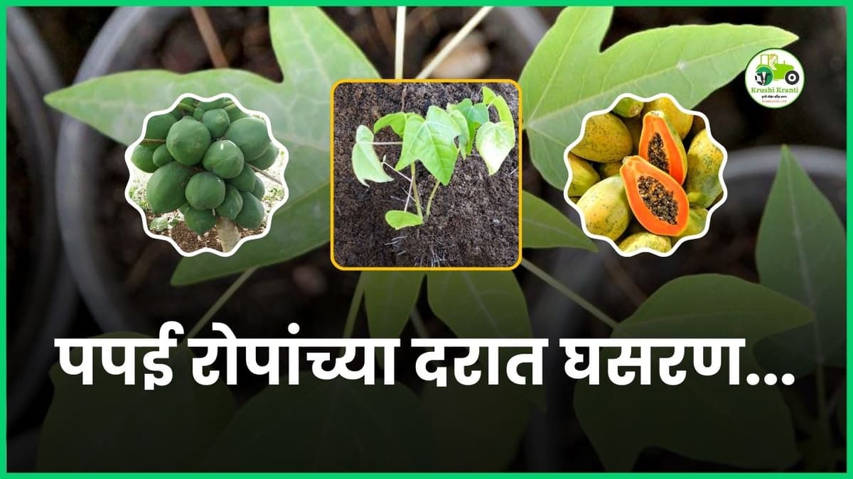 पपई रोपांच्या दरात घसरण, पहा काय आहे चालू दर…