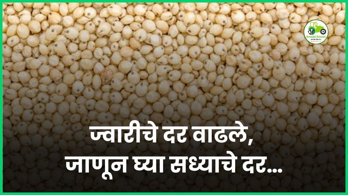 ज्वारीचे दर वाढले, जाणून घ्या सध्याचे दर…