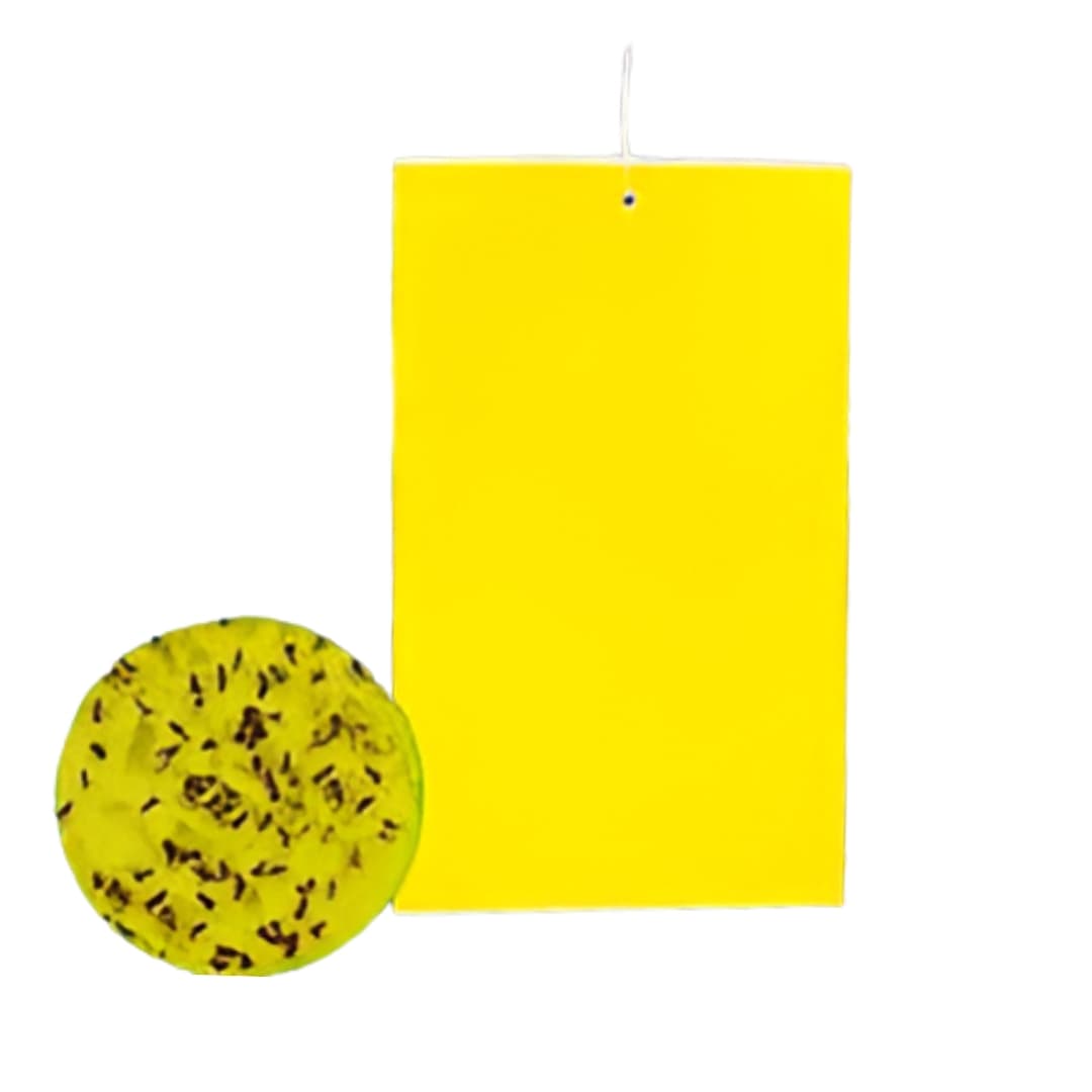 चिकट सापळे (50 नग)