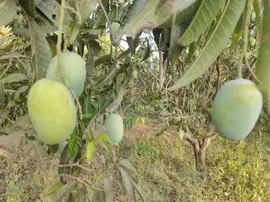 केशर आंबा विकणे आहे