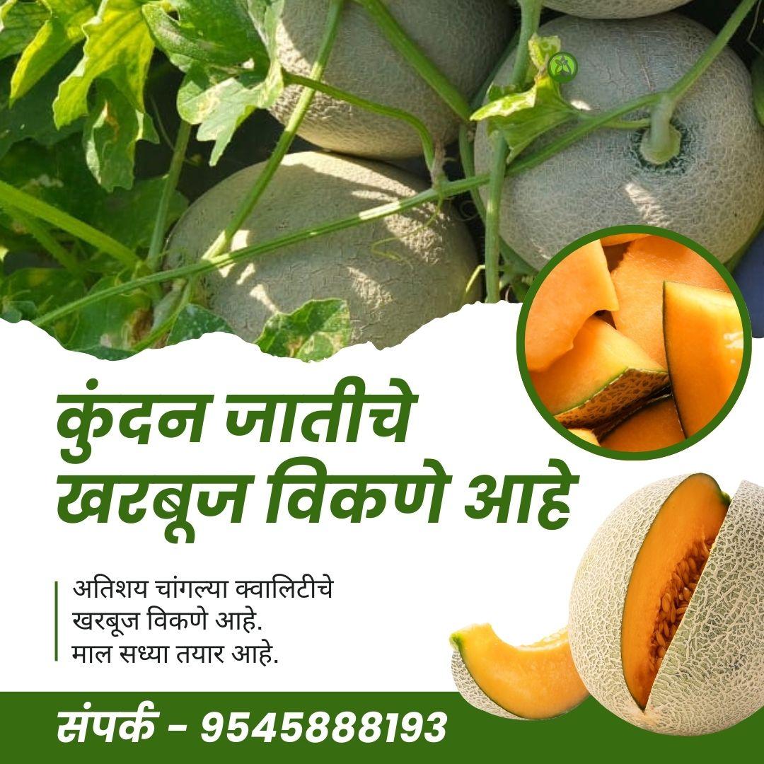 खरबूज विकणे आहे