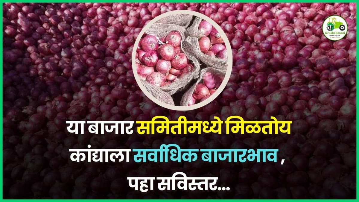महाराष्ट्रातील कांदा बाजारभाव अपडेट, पहा सध्या काय आहेत दर…