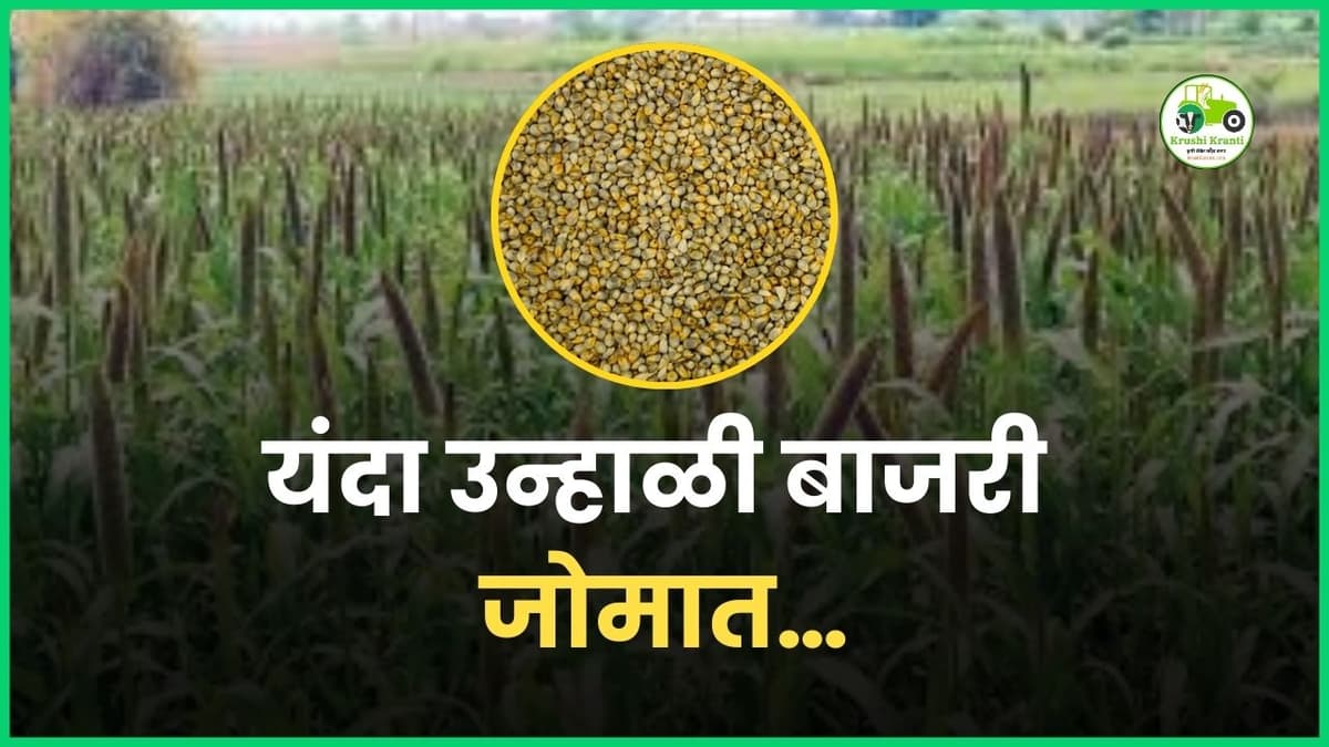 यंदा उन्हाळी बाजरी जोमात…
