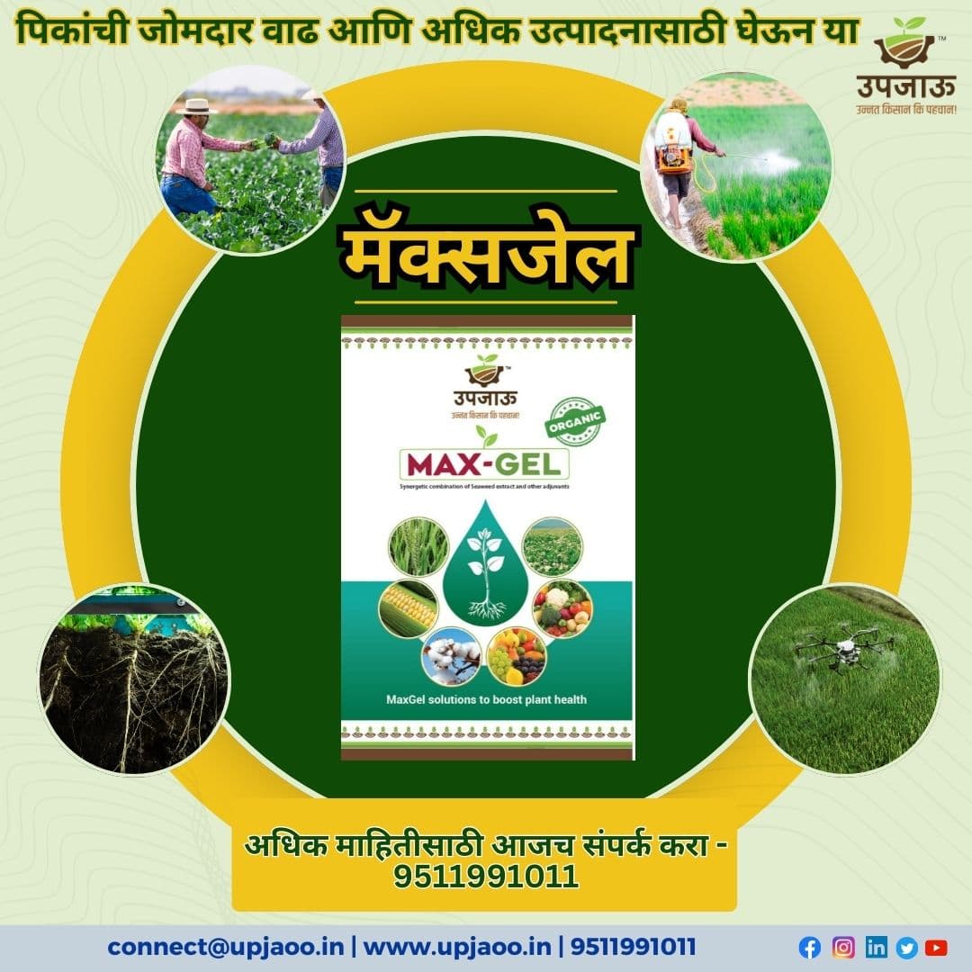 पिकांच्या जोमदार वाढीसाठी घेऊन या ‘मॅक्स जेल’!