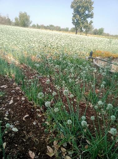 कांदा बियाणे विकणे आहे 