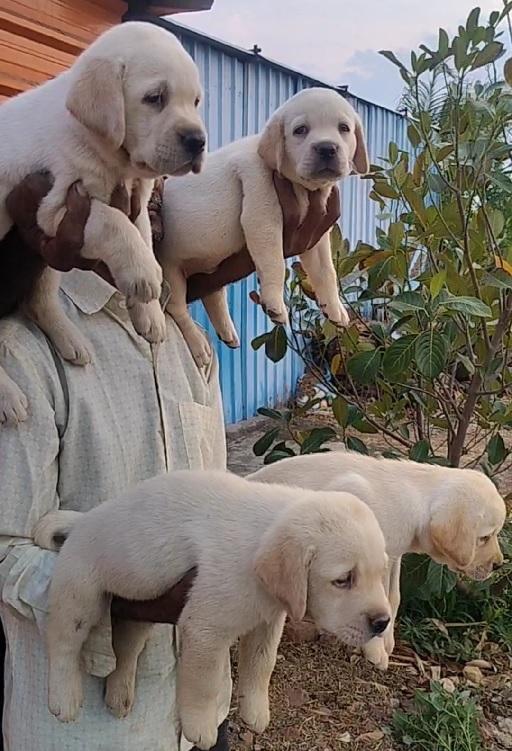 लॅब्राडोर पिल्ले विकणे आहे