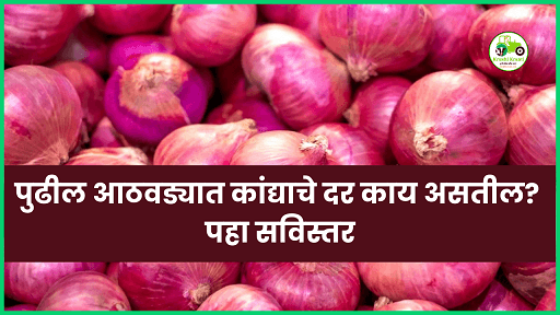 पुढील आठवड्यात कांद्याचे दर काय असतील? पहा सविस्तर