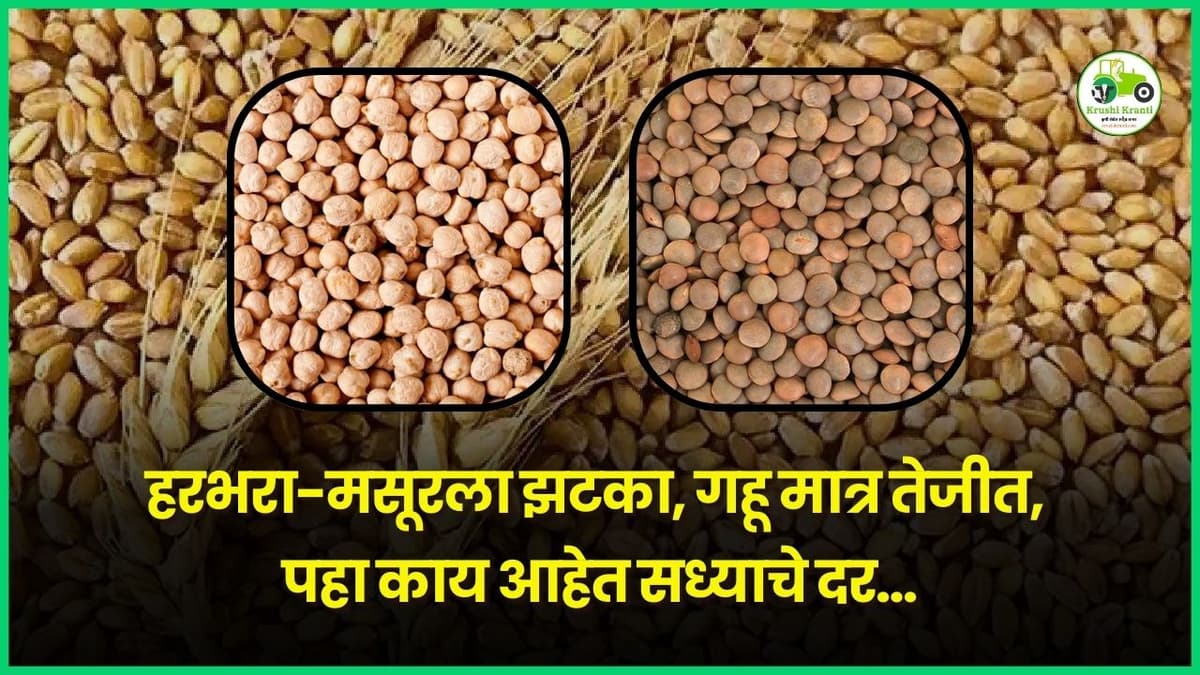 हरभरा-मसूरला झटका, गहू मात्र बाजारात तेजीत, पहा काय आहेत सध्याचे दर…