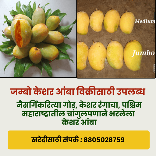 जम्बो केशर आंबा विक्रीस उपलब्ध 