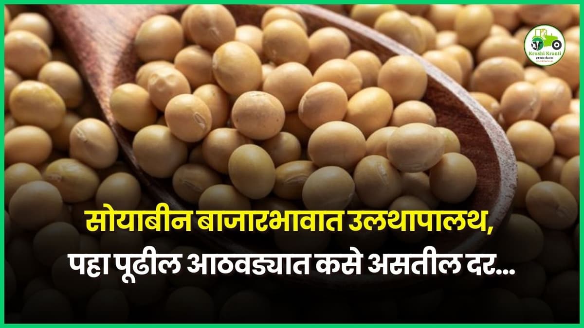 सोयाबीन बाजारभावात उलथापालथ, पहा पूढील आठवड्यात कसे असतील दर...?