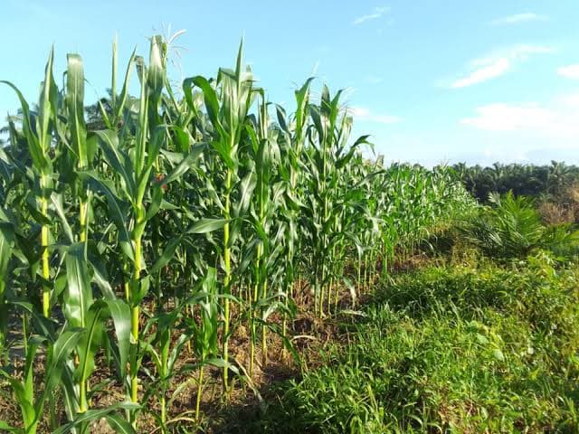 मका विकणे आहे