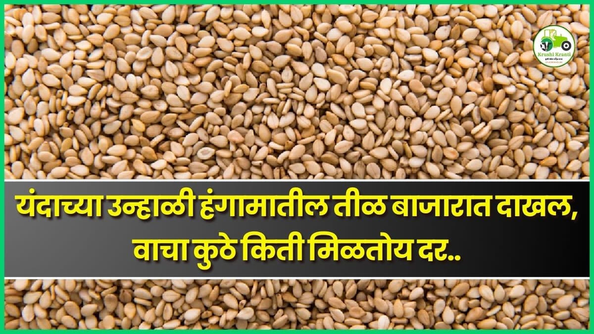 यंदाच्या उन्हाळी हंगामातील तीळ बाजारात दाखल, वाचा कुठे किती मिळतोय दर..