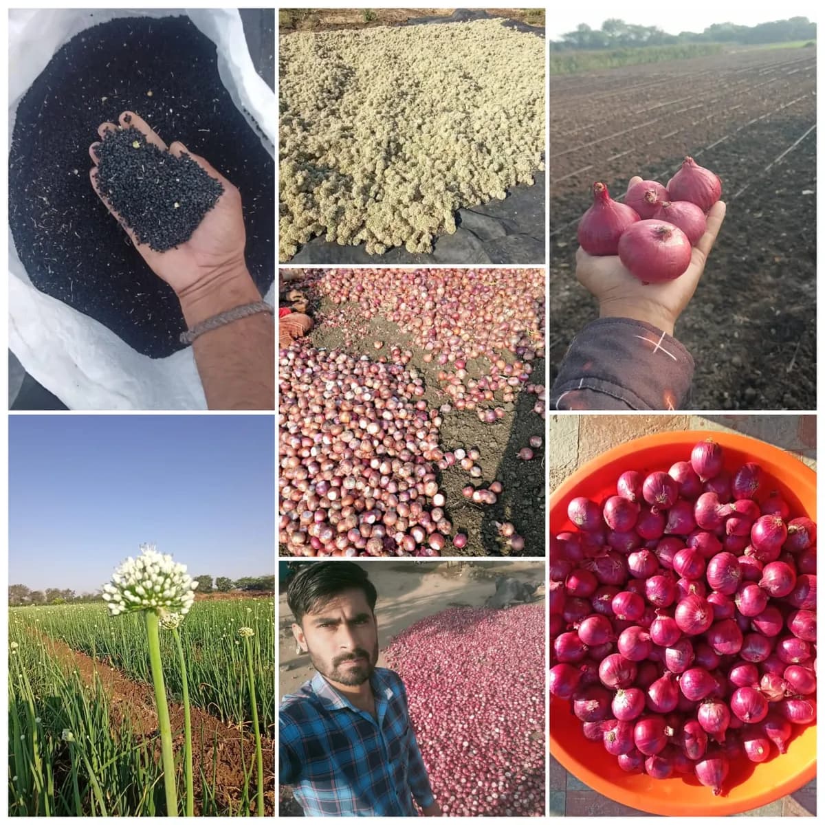 कांदा बियाणे विकणे आहे