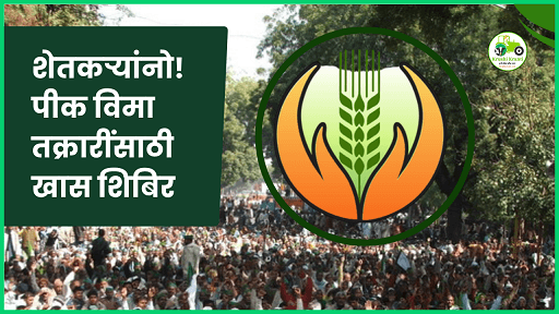 पीक विमा : जर विमा मिळाला नसेल किंवा कमी मिळाला असेल तर काय कराल? जाणून घ्या सविस्तर