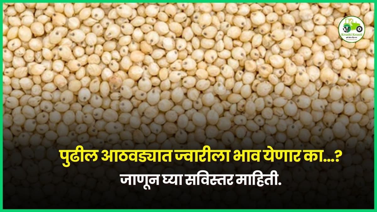 पुढच्या आठवड्यात ज्वारीला भाव येणार का…?