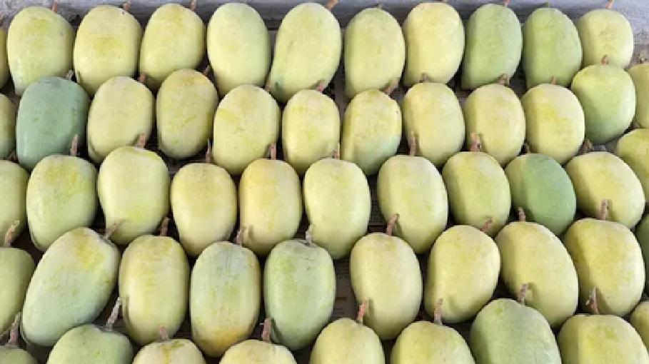 केशर आंबा विकणे आहे
