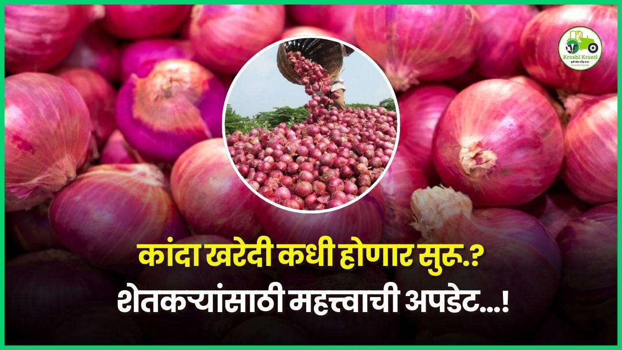 कांदा खरेदी कधी होणार सुरू? शेतकऱ्यांसाठी महत्त्वाची अपडेट…!