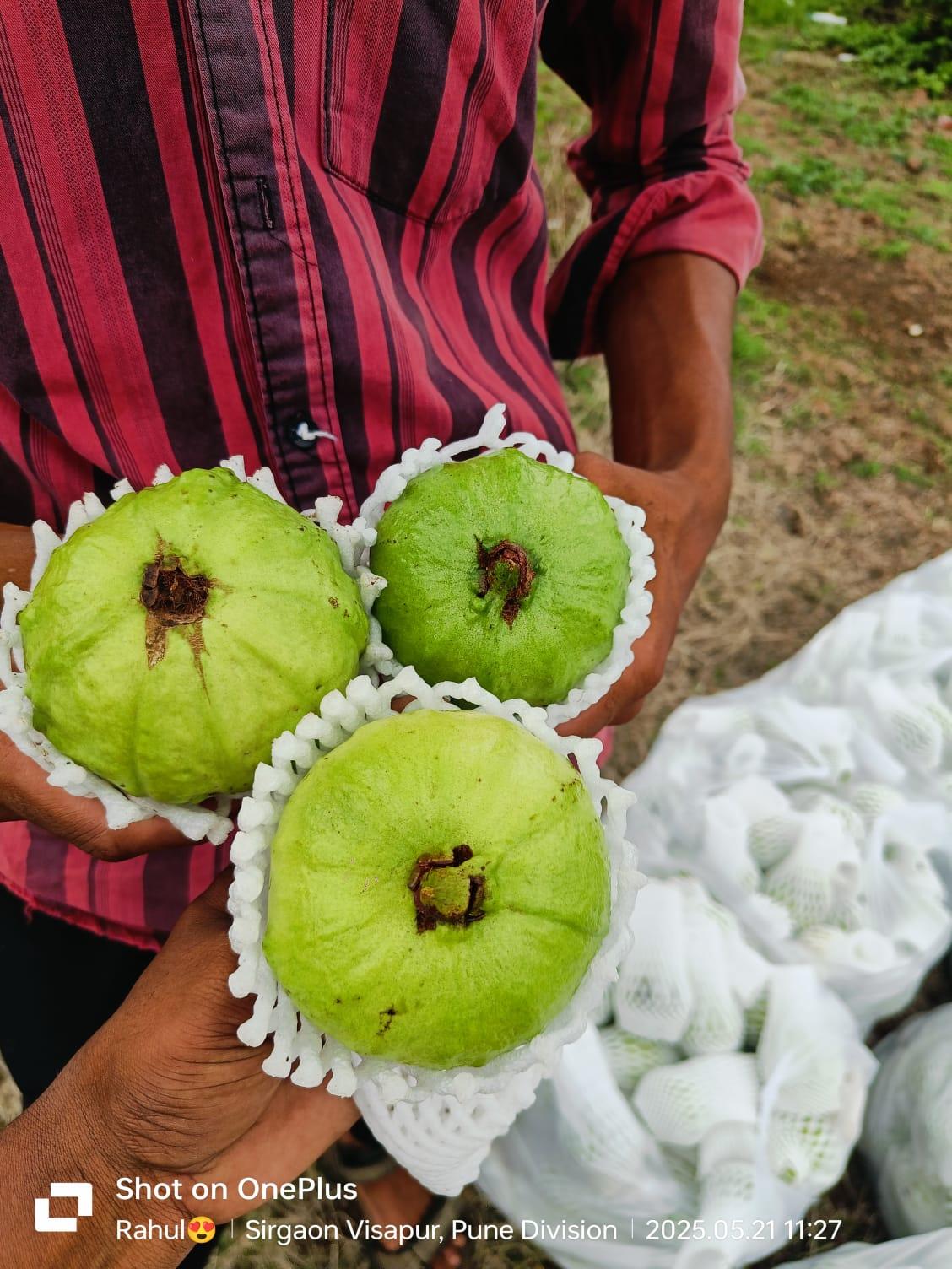 पेरू विकणे आहे