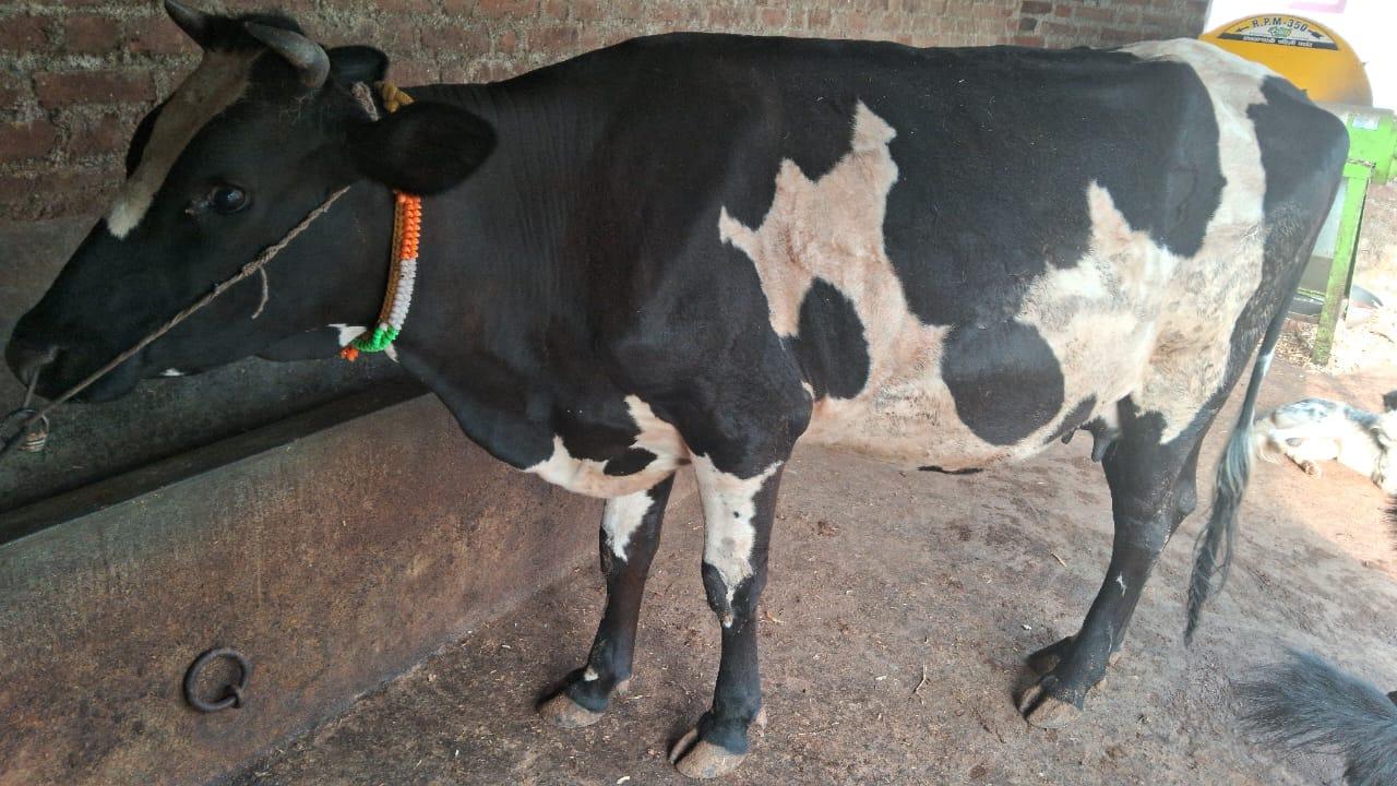 गाय विकणे आहे