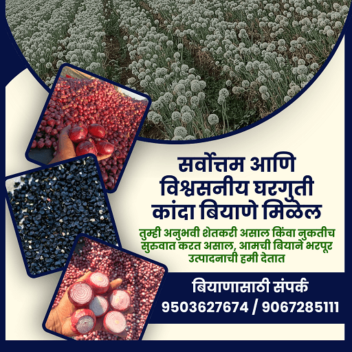 सर्वोत्तम आणि विश्वसनीय घरगुती कांदा बियाणे मिळेल
