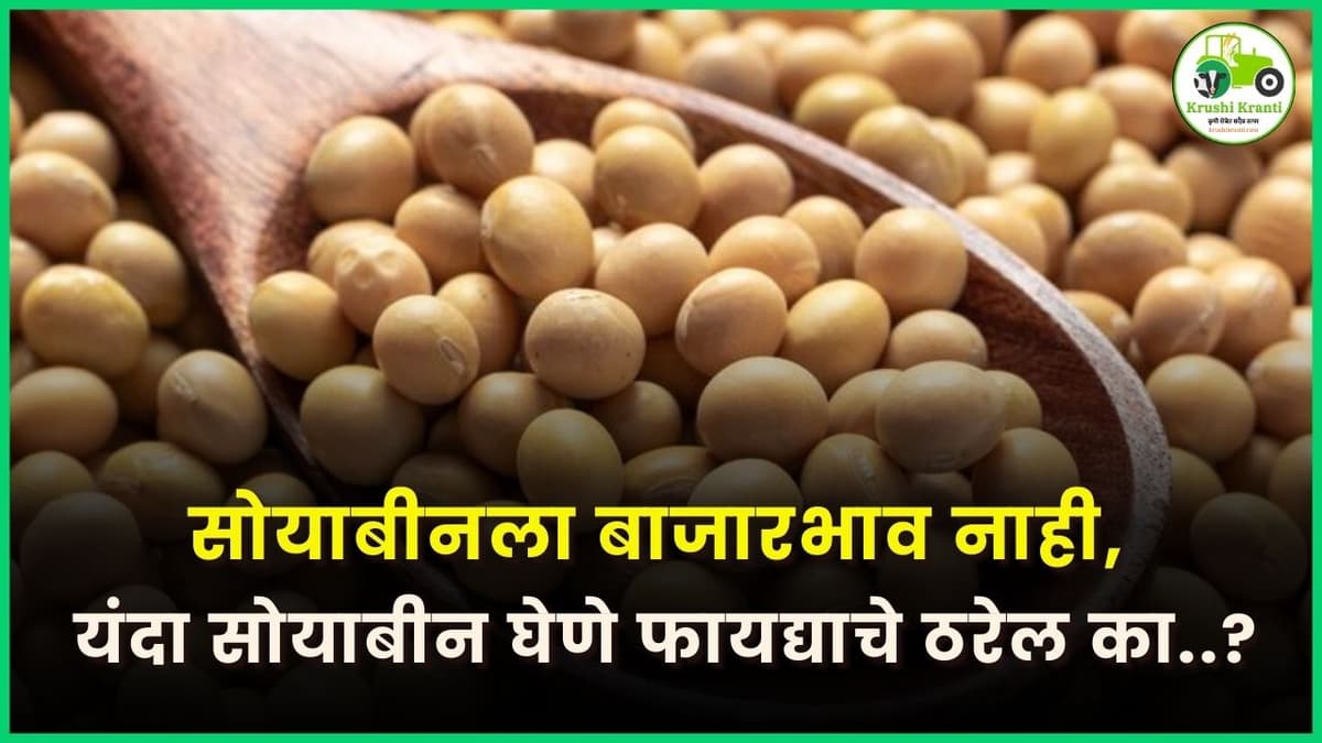 सोयाबीनला बाजारभाव नाही, यंदा सोयाबीन घेणे फायद्याचे ठरेल का..?