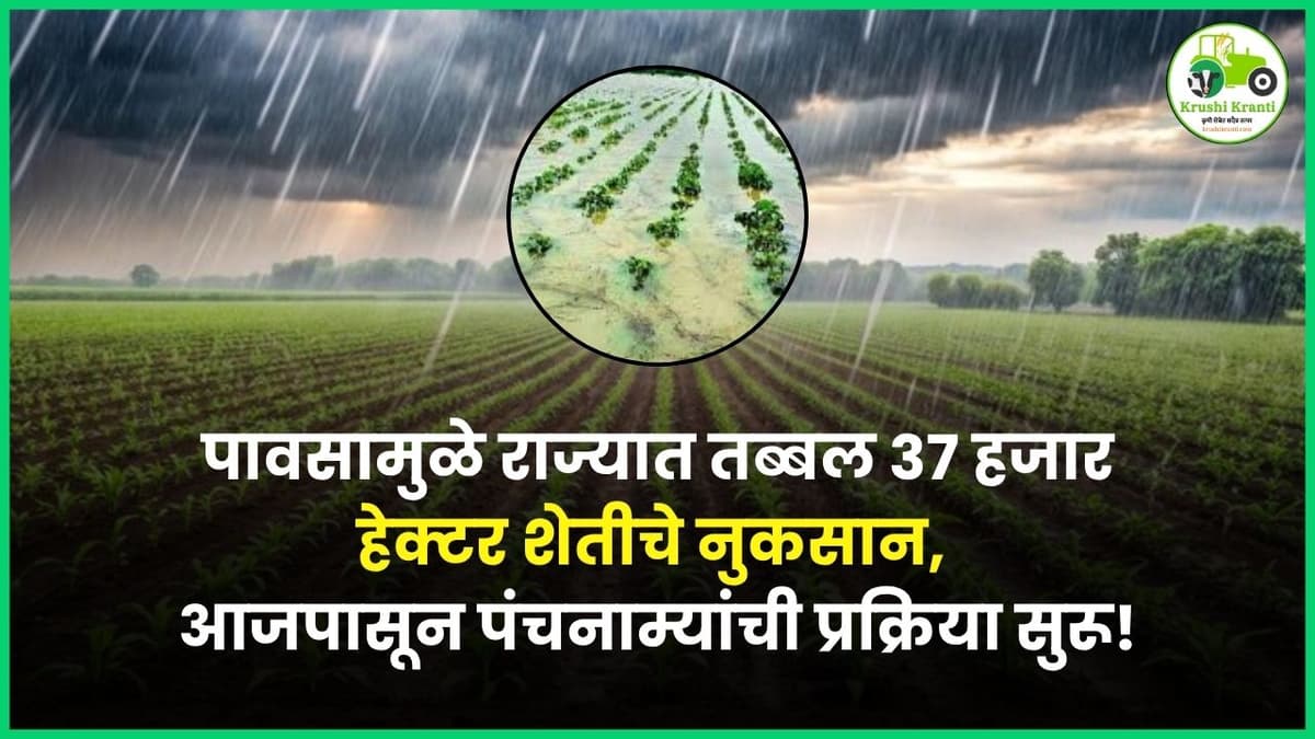 पावसामुळे राज्यात तब्बल ३७ हजार हेक्टर शेतीचे नुकसान, आजपासून पंचनाम्यांची प्रक्रिया सुरू..!