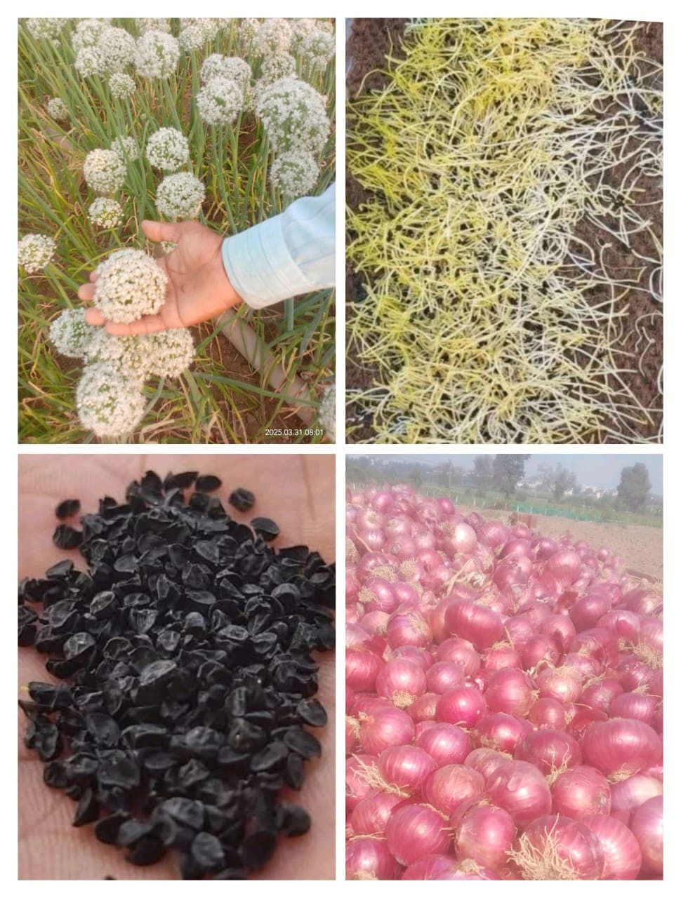 पावसाळी लाल कांदा बियाणे मिळेल