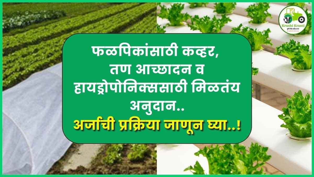 फळपिकांसाठी कव्हर, तण आच्छादन व हायड्रोपोनिक्ससाठी मिळतंय अनुदान, अर्जाची प्रक्रिया जाणून घ्या..!
