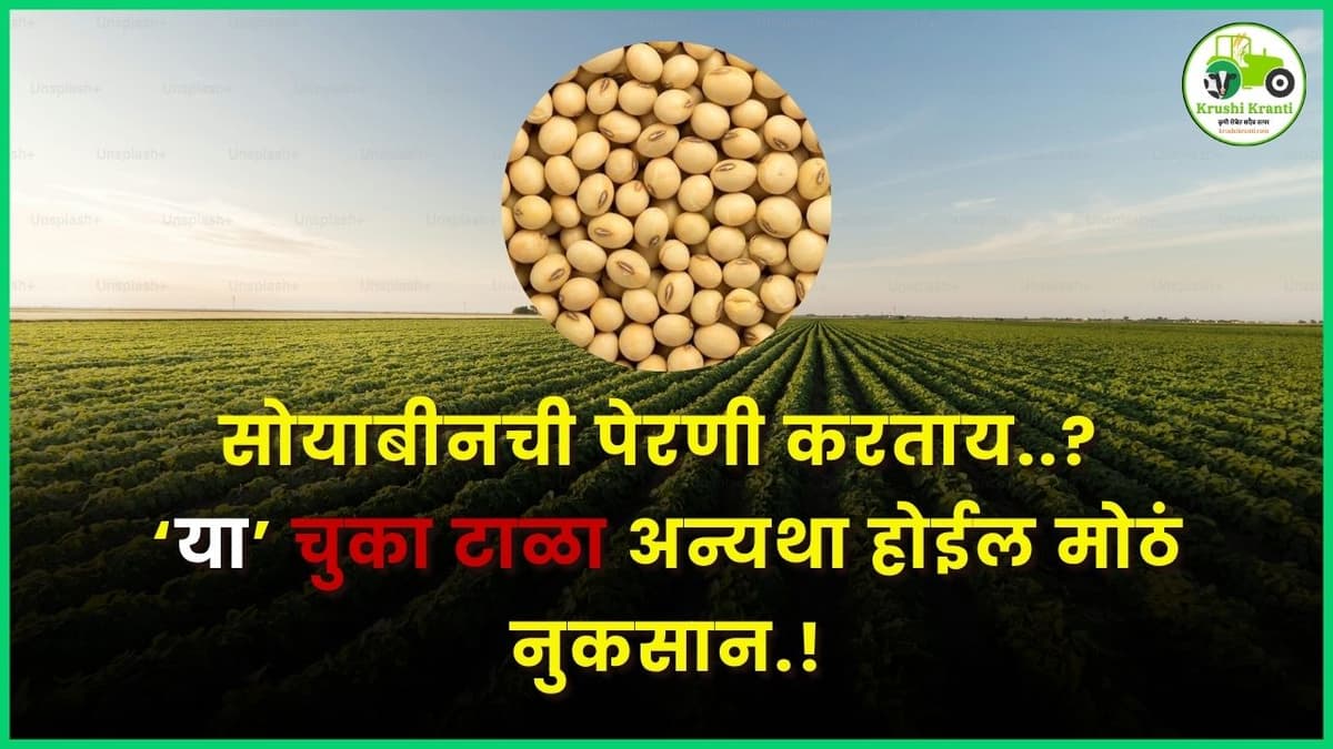 सोयाबीनची पेरणी करताय? ‘या’ चुका टाळा अन्यथा होईल मोठं नुकसान!