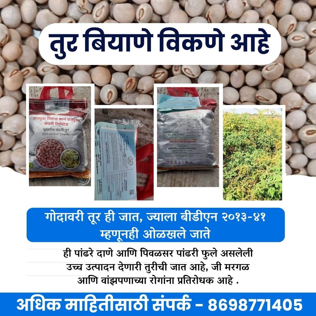 तुर बियाणे विकणे आहे