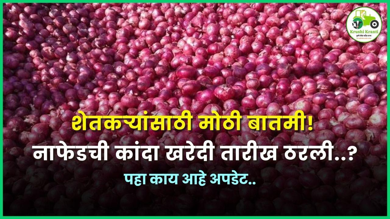 शेतकऱ्यांसाठी मोठी बातमी! नाफेडची कांदा खरेदी तारीख ठरली..?