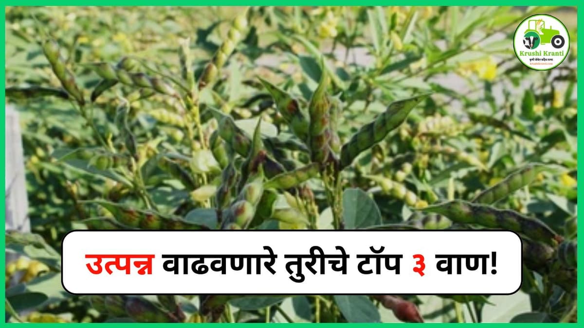 तुरीची लागवड करणार आहात? हे टॉप ३ वाण बदलू शकतात तुमचं उत्पन्न!