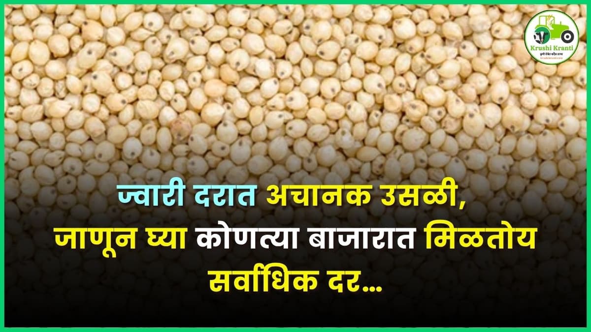 ज्वारी दरात अचानक उसळी, जाणून घ्या कोणत्या बाजारात मिळतोय सर्वाधिक भाव…