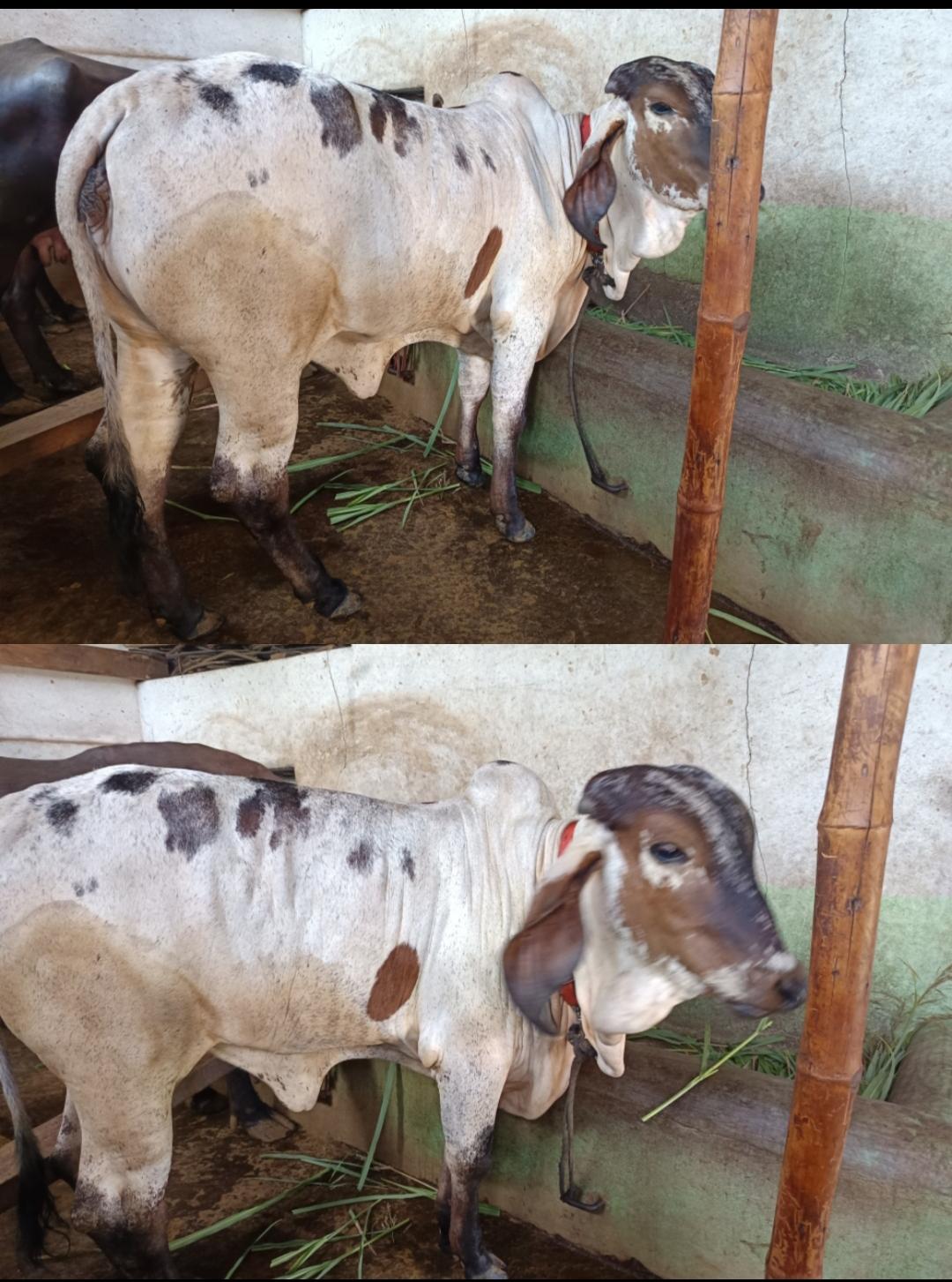 गाय विकणे आहे 