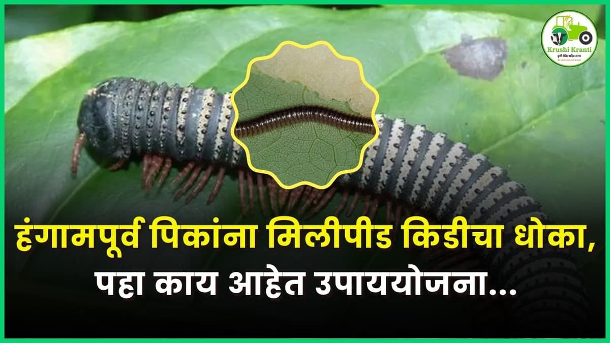 हंगामपूर्व पिकांना मिलीपीड किडीचा धोका, पहा काय आहेत उपाययोजना...