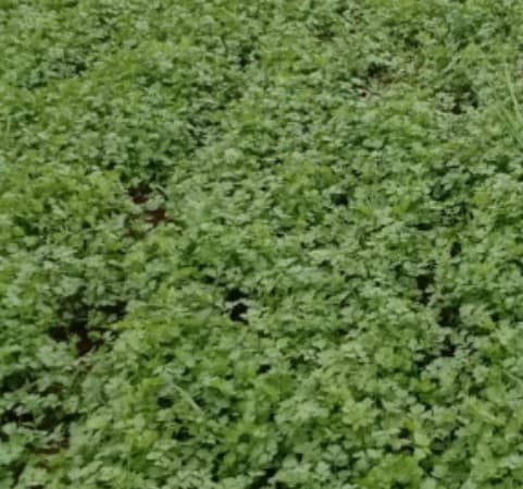 कोथिंबीर विकणे आहे