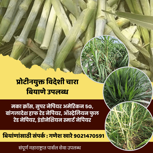 प्रोटीनयुक्त विदेशी चारा बियाणे उपलब्ध!