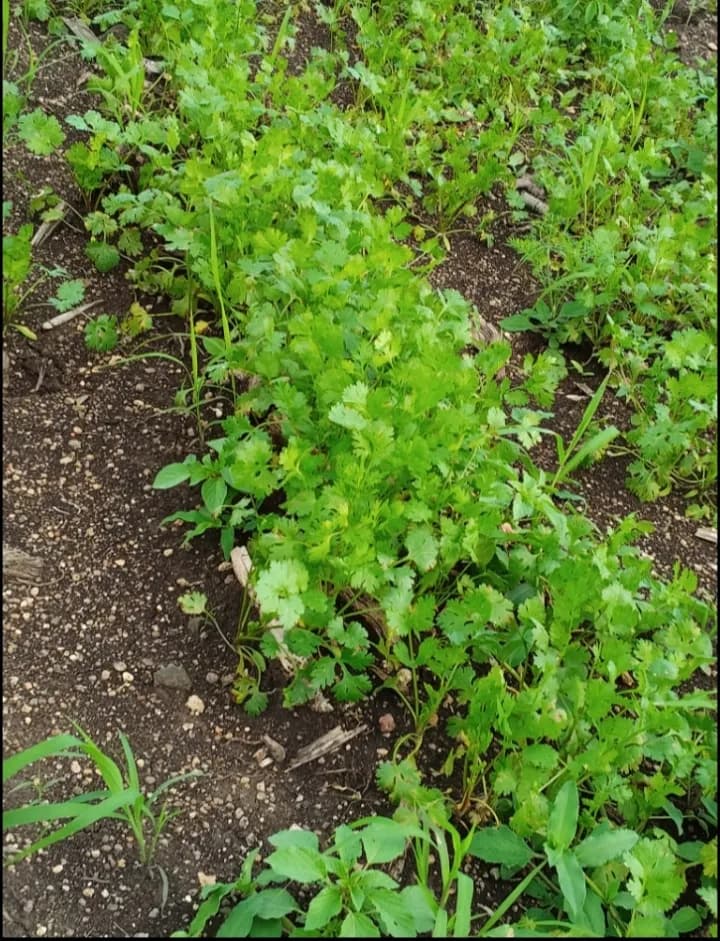 कोथिंबीर विकणे आहे