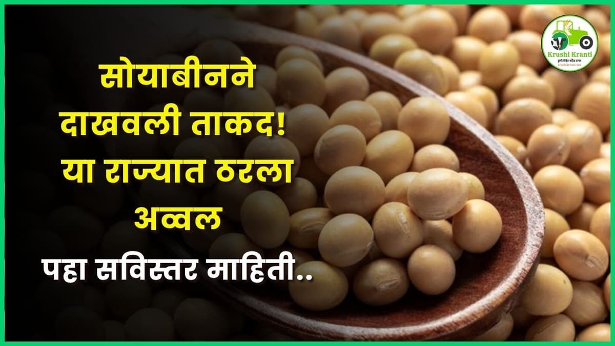 सोयाबीनने दाखवली ताकद! या राज्यात ठरला अव्वल, पहा सविस्तर माहिती..