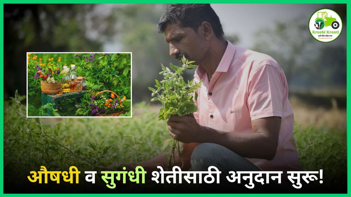 औषधी आणि सुगंधी वनस्पतींची शेती – आता मिळणार शेतकऱ्यांना सरकारकडून अनुदान!