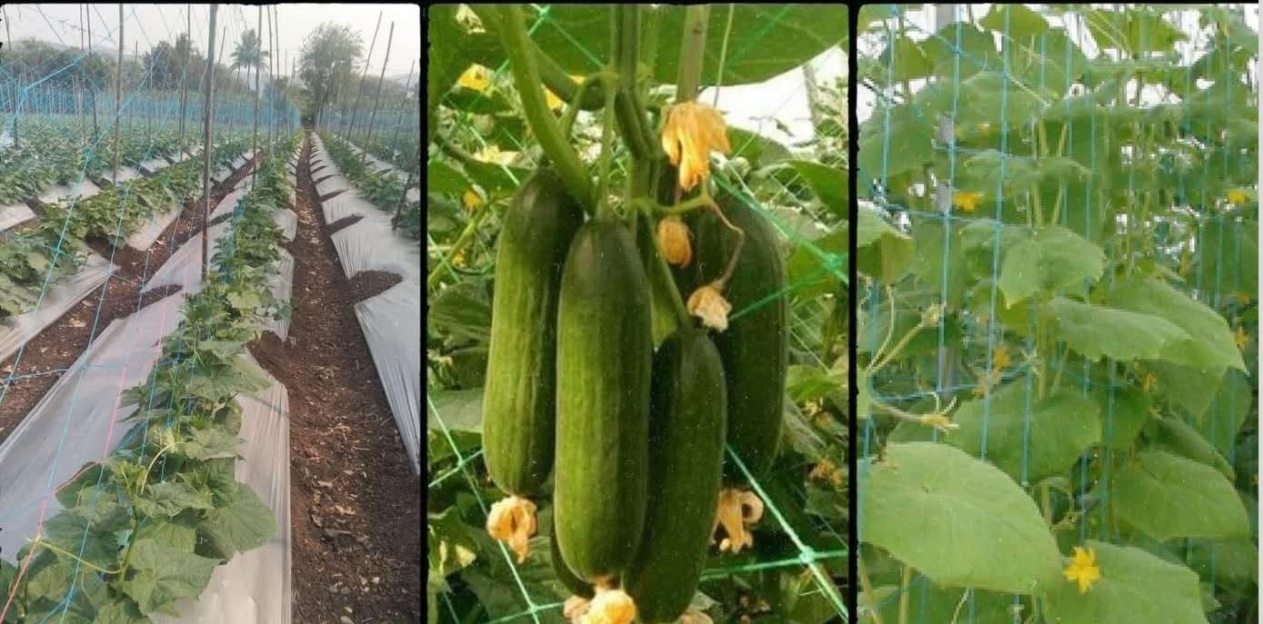 ॲग्रीराइज क्रॉप सपोर्ट नेट दमदार वेलिंना जोमदार आधार!