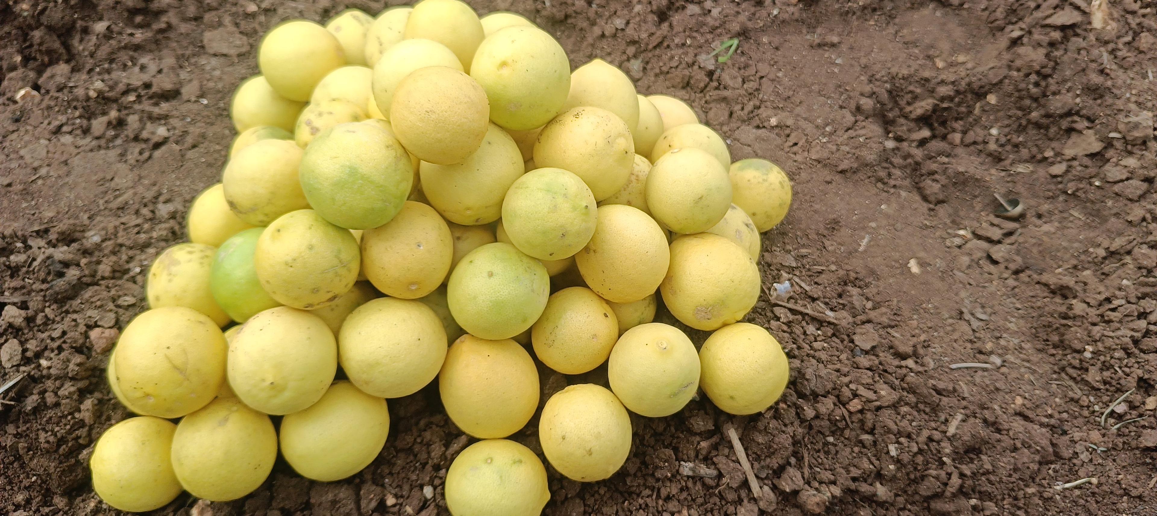 लिंबू विकणे आहे