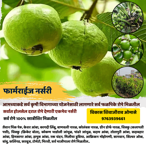 फार्मराईज नर्सरी