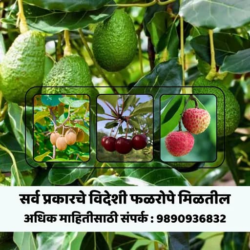 सिद्धनाथ नर्सरी