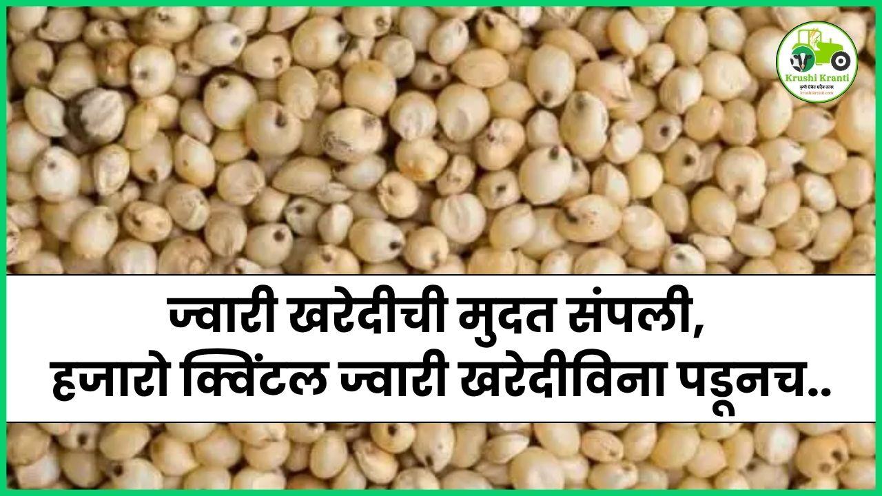 ज्वारी खरेदीची मुदत संपली, हजारो क्विंटल ज्वारी खरेदीविना पडूनच..